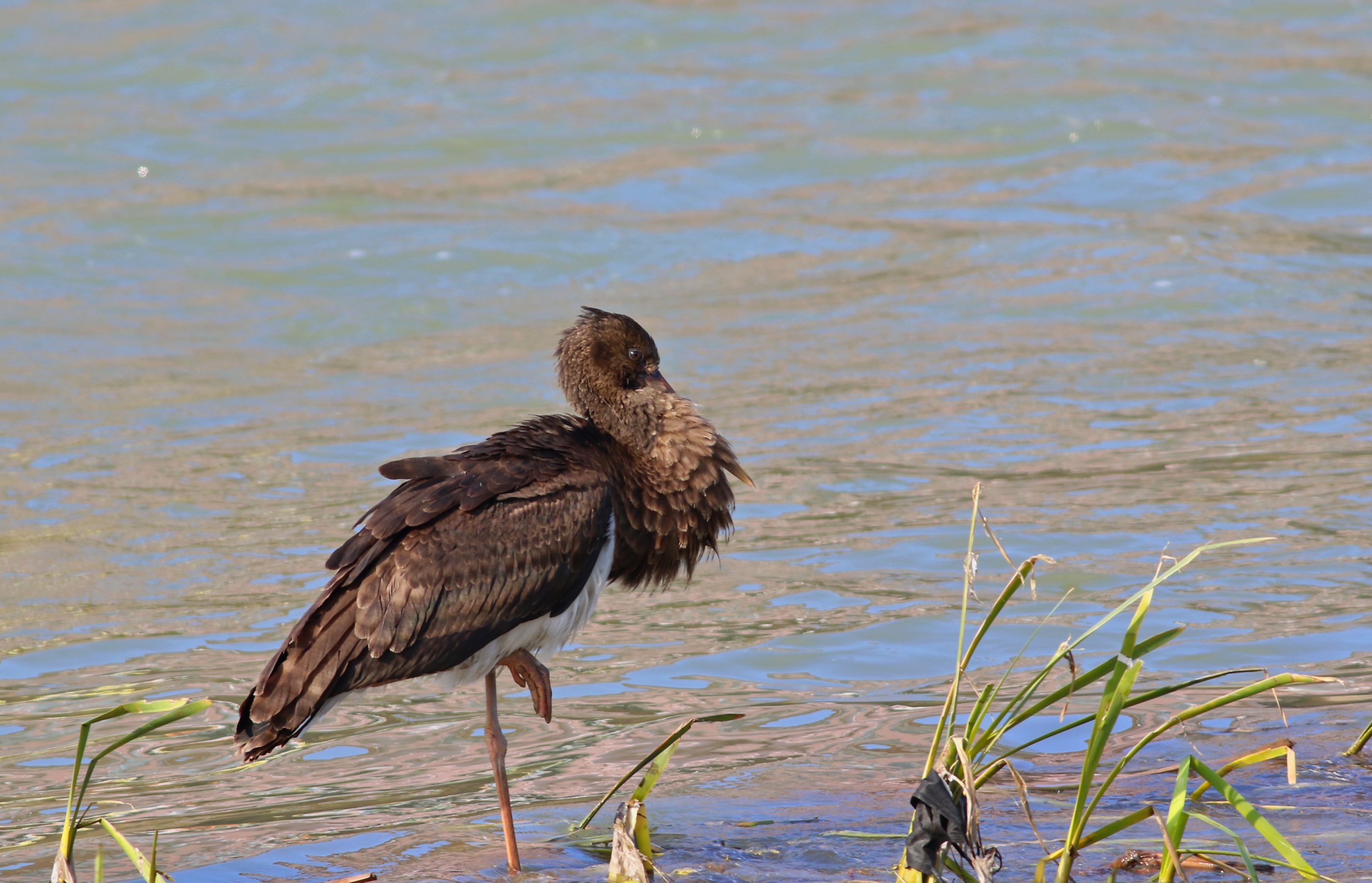 Black Stork